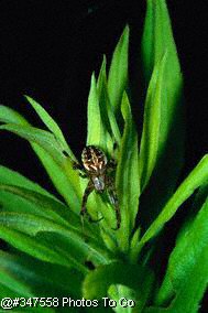 Spider